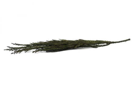 Plante stabilizate - Cryptomeria