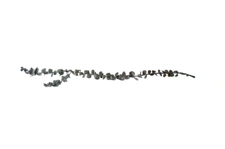 Plante stabilizate - Eucalipt Baby (3 fire)