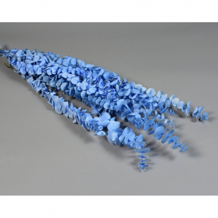 Plante & frunze - Eucalipt Baby Blue