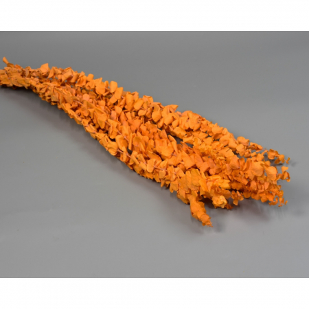 Plante & frunze - Eucalipt Baby Orange