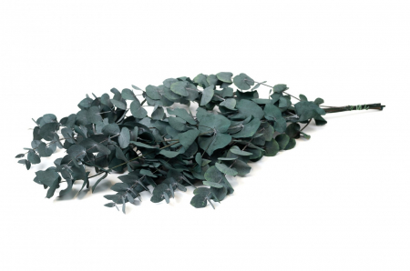 Plante & frunze - Eucalipt Cinerea Verde (frunze rotunde 3 fire)