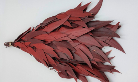 Plante & frunze - Eucalipt Willow Rosu (frunze lungi 3 fire)