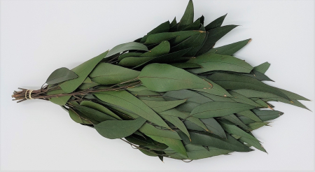 Plante & frunze - Eucalipt Willow Verde (frunze lungi 3 fire)