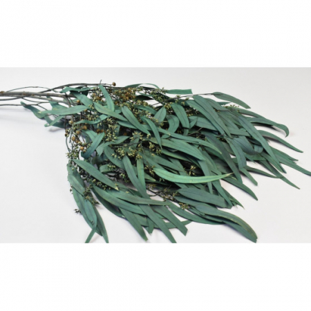 Plante & frunze - Eucalipt Nicoli Verde (3 fire)