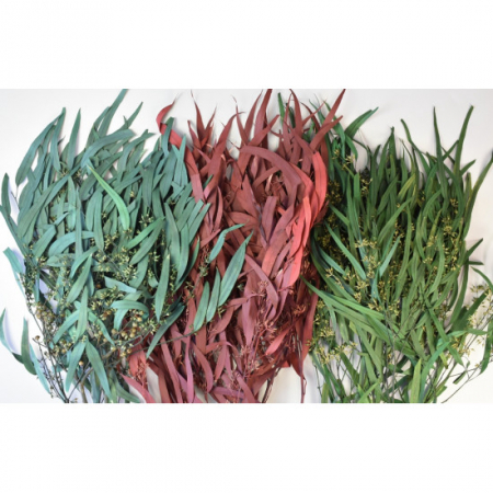 Eucalipt Nicoli Verde (3 fire) [1]