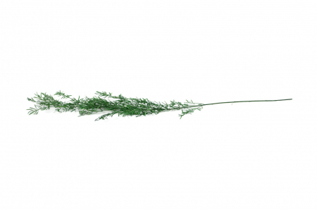 Plante & frunze - Asparagus