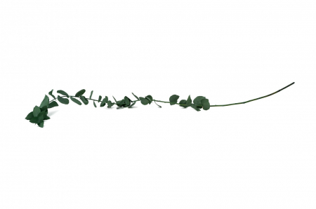 Plante & frunze - Eucalipt Stuartiana Verde (frunze rotunde 3 fire)
