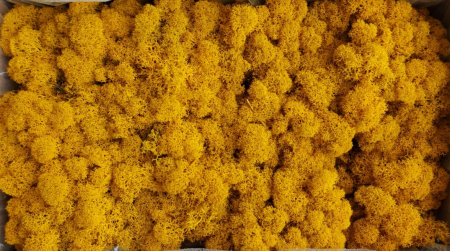 Licheni premium Polar - Licheni Fall Yellow Polar