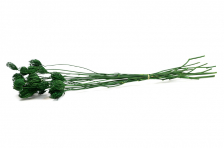 Plante uscate mari - Fennel uscat alb