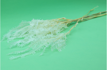 Frunze feriga - Feriga Pteridium Alb (3 fire)
