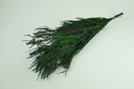Frunze feriga - Feriga Pteridium Verde (3 fire)