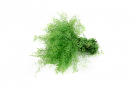 Plante & frunze - Feriga Sertularia