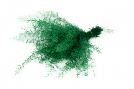 Plante stabilizate - Feriga Sertularia