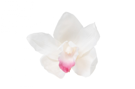 Trandafiri criogenati - Orhidee Cymbidium Alb Stabilizata