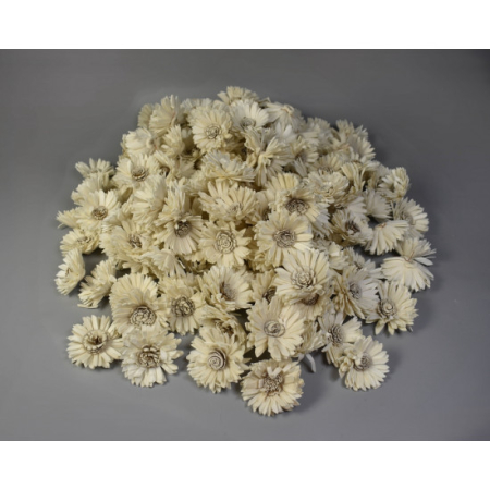 Plante uscate - Floarea soarelui Ming 4-6 cm