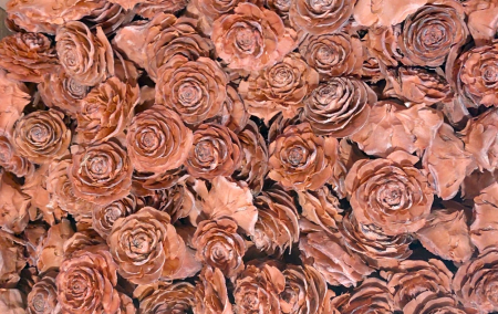 Plante uscate mici - Flori cedru uscate