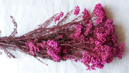 Plante uscate mari - flori de orez