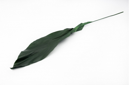 Plante & frunze - Frunza Aspidistra stabilizata Verde