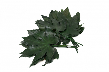 Plante & frunze - Frunza Aralia Verde