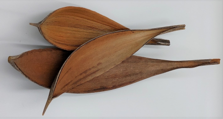 Plante uscate mici - Frunze cocos maxi