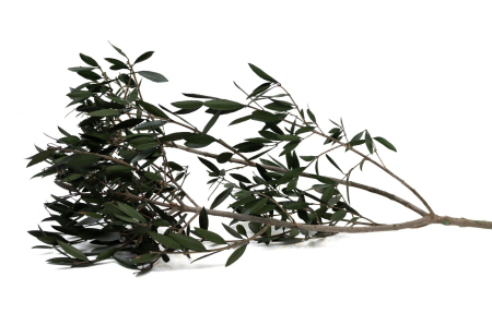 Plante & frunze - Frunze Maslin Verde