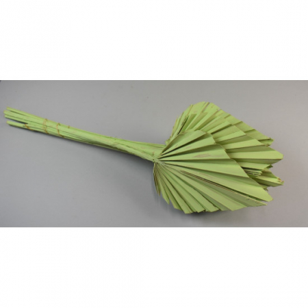 Frunze palmier medi [3]