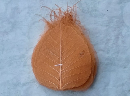 Plante uscate - Frunze transparente