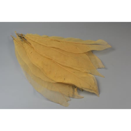 Plante uscate mici - Frunze transparente