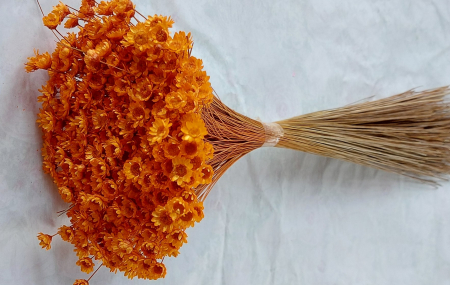 Plante uscate - glixia