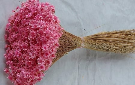 Plante uscate mari - glixia