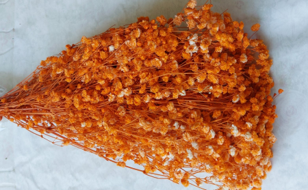Gypsophila - Gypsophila