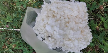 Hortensii - hortensie