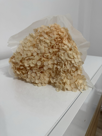 Plante stabilizate - hortensie