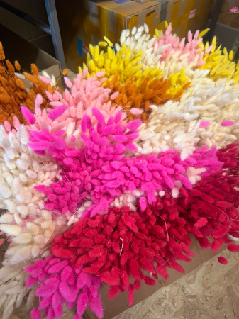 Lagurus [2]