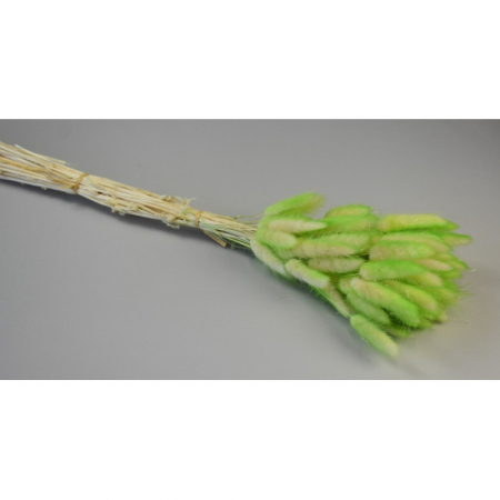 Plante uscate mari - Lagurus ombre