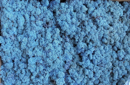 Licheni cu radacini - Licheni Albastru lavanda