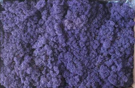 Licheni cu radacini - Licheni Mov deschis (Purple)