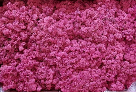Licheni cu radacini - Licheni Roz (Erika/Cyclamen)