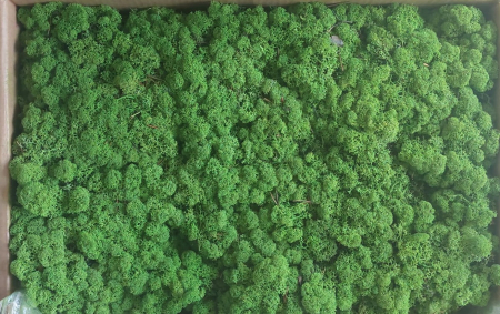 Licheni cu radacini - Licheni Verde trifoi