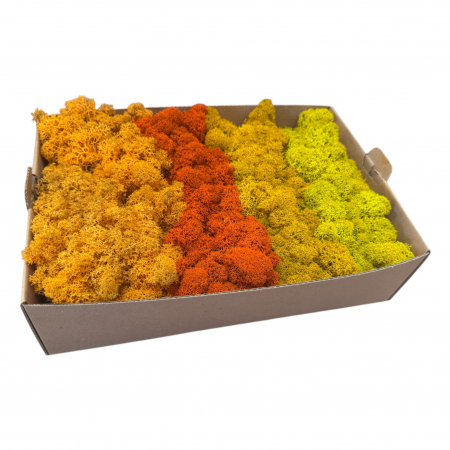 Licheni - Licheni stabilizati, 4 nuante galben-portocaliu, 500 g