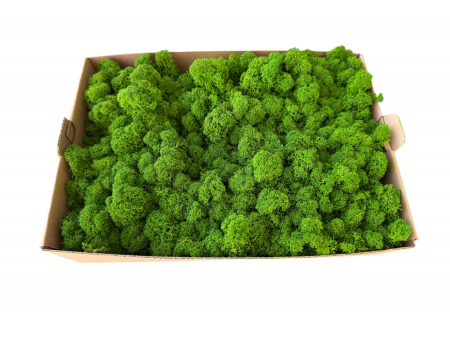 Licheni premium Polar - Licheni Grass Green Polar