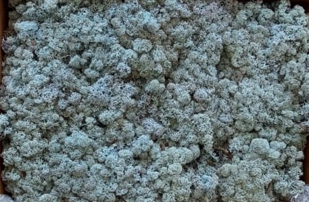 Licheni cu radacini - Licheni Ice blue