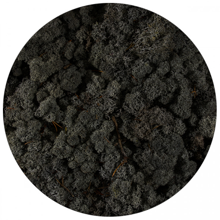Licheni cu radacini - Licheni Negru