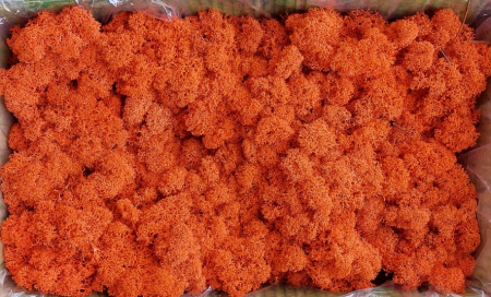 Licheni premium Polar - Licheni Orange Polar