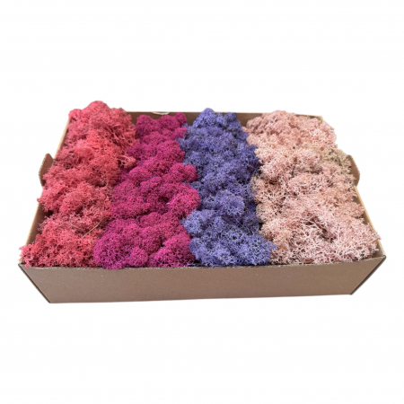 Licheni - Licheni stabilizati, 4 nuante roz-mov, 500 g