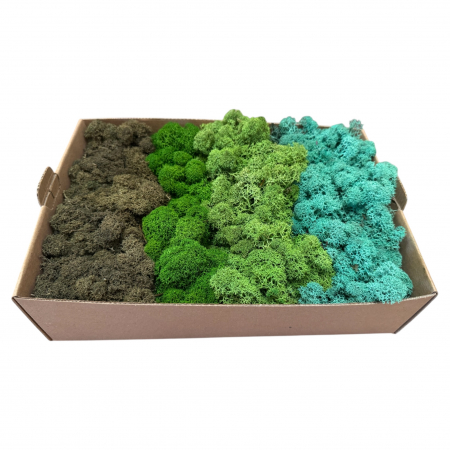 Licheni - Licheni stabilizati, 4 nuante verde-turquoise, 500 g