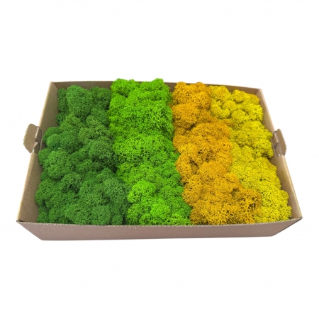 Licheni - Licheni stabilizati, 4 nuante verde-galben, 500 g