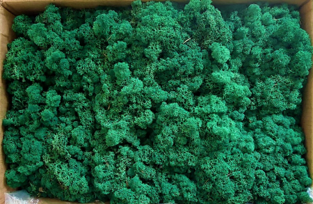 Licheni cu radacini - Licheni Verde Iarba (Grass Green)
