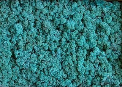 Licheni cu radacini - Licheni Verde (Pacific Green)