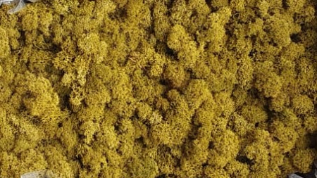 Licheni - Licheni Lime Polar